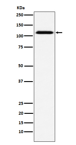 [Genscript] CD30 Antibody, mAb, Rabbit
