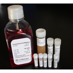 [Cell Biologics] Complete Epithelial Cell Medium /w Kit – 500 ML