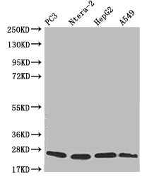 [CUSABIO] PRDX3 Recombinant Monoclonal Antibody