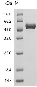 [CUSABIO] Recombinant Human T-cell surface glycoprotein CD4 (CD4), partial (Active)