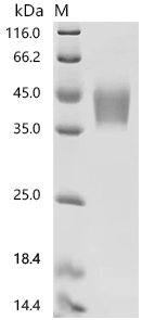 [CUSABIO] Recombinant Human Cytokine receptor-like factor 2 (CRLF2), partial, Biotinylated (Active)