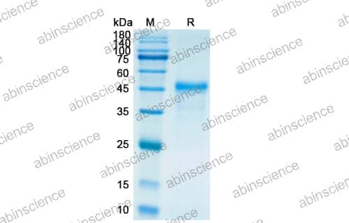 [Abinscience] Human IL23A Recombinant Protein (C-Fc)