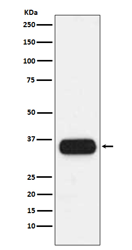 [Genscript] HLA DQA1 Antibody, mAb, Rabbit
