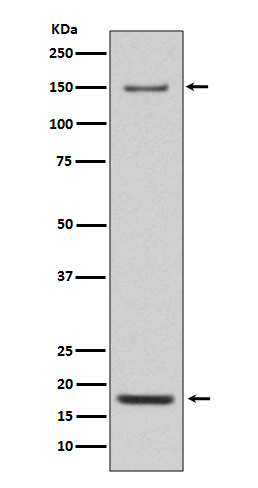 [Genscript] Integrin alpha 5 Antibody, mAb, Rabbit