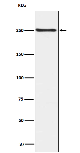 [Genscript] p-mTOR (S2448) Antibody, mAb, Rabbit