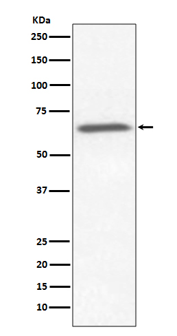 [Genscript] Ku70 Antibody, mAb, Rabbit