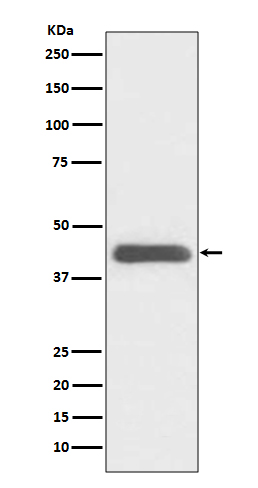 [Genscript] GATA1 Antibody, mAb, Rabbit