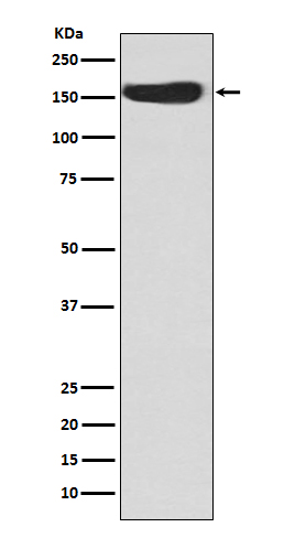 [Genscript] CD163 Antibody, mAb, Rabbit