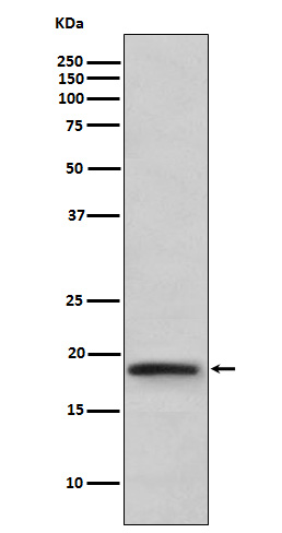 [Genscript] LT alpha Antibody, mAb, Rabbit