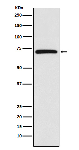[Genscript] BIRC2 Antibody, mAb, Rabbit