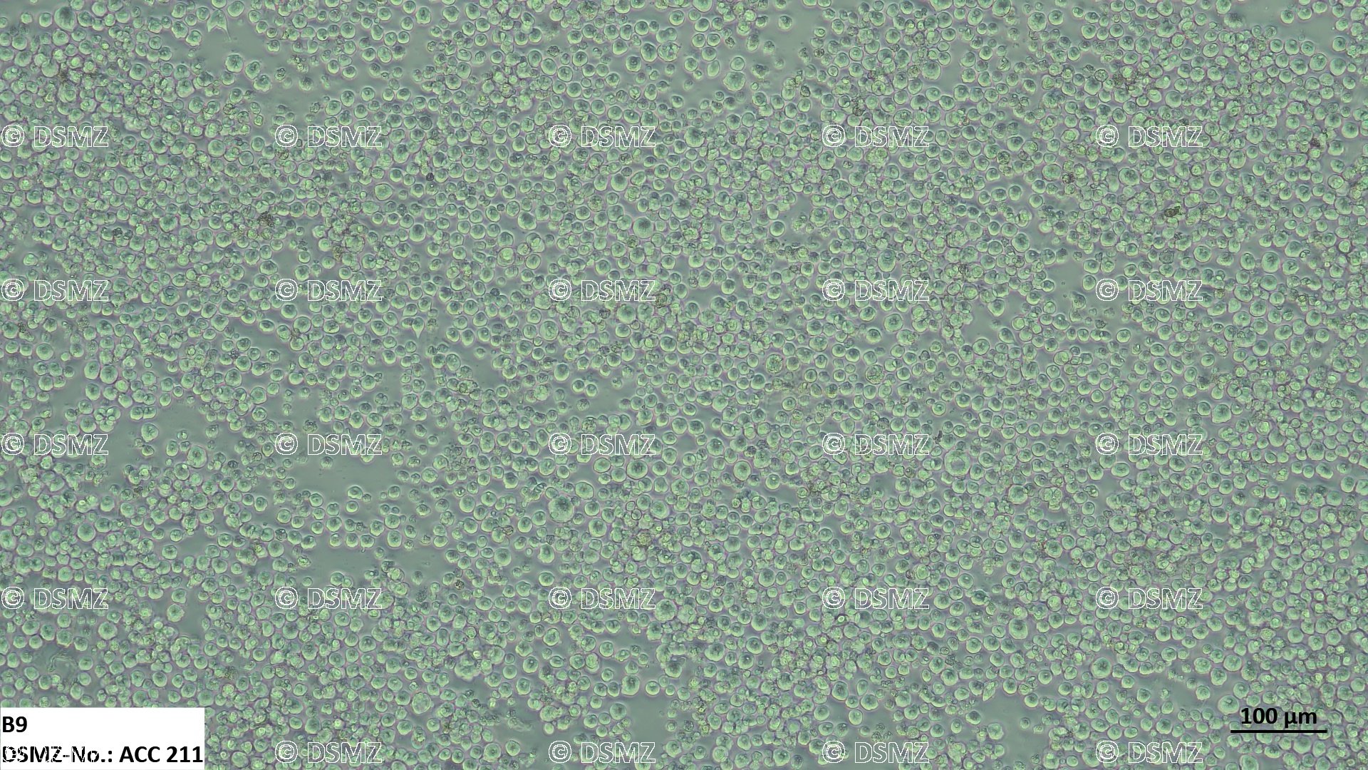 [DSMZ] B9