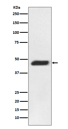 [Genscript] MEK2 Antibody, mAb, Rabbit