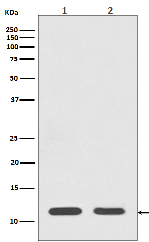 [Genscript] Histone H4 Antibody, mAb, Rabbit