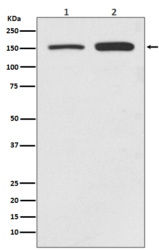 [Genscript] SMC1 alpha Antibody, mAb, Rabbit