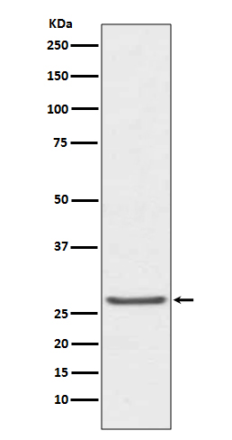[Genscript] TIMP1 Antibody, mAb, Rabbit