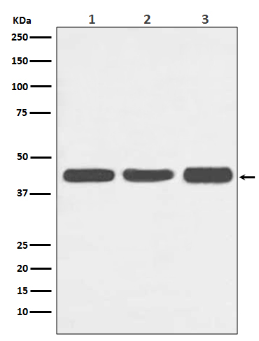 [Genscript] alpha Skeletal muscle actin Antibody, mAb, Rabbit