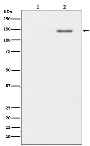 [Genscript] p-INPP5D (Y1022) Antibody, mAb, Rabbit