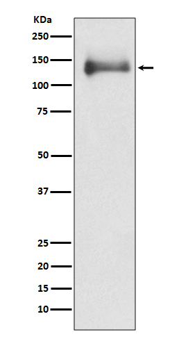 [Genscript] HDAC4 Antibody, mAb, Rabbit