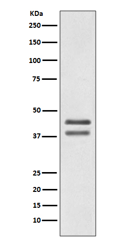 [Genscript] JunD Antibody, mAb, Rabbit