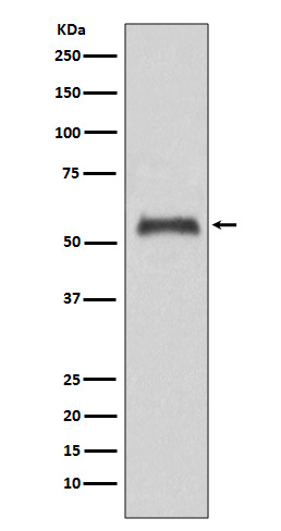 [Genscript] Caspase 8 Antibody, mAb, Rabbit