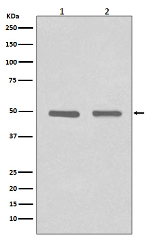 [Genscript] HDAC3 Antibody, mAb, Rabbit