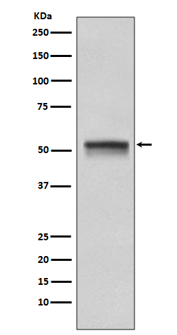 [Genscript] Chk1 Antibody, mAb, Rabbit