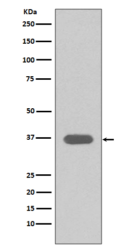 [Genscript] MSI2 Antibody, mAb, Rabbit