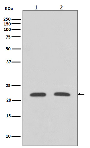 [Genscript] RhoA Antibody, mAb, Rabbit