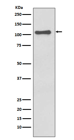 [Genscript] NLRP3 Antibody, mAb, Rabbit