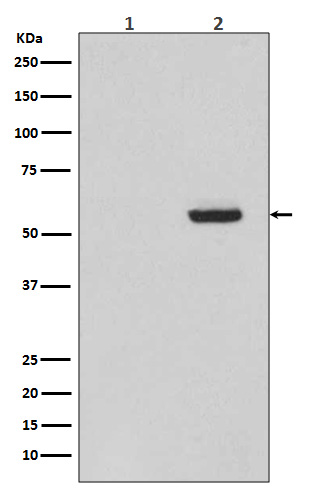 [Genscript] p-Tau (S396) Antibody, mAb, Rabbit