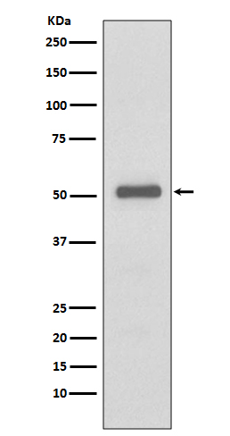 [Genscript] p57 Kip2 Antibody, mAb, Rabbit