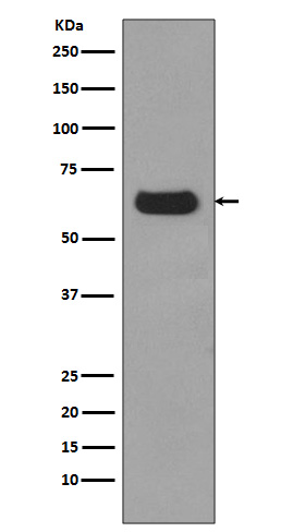[Genscript] p62 SQSTM1 Antibody, mAb, Rabbit