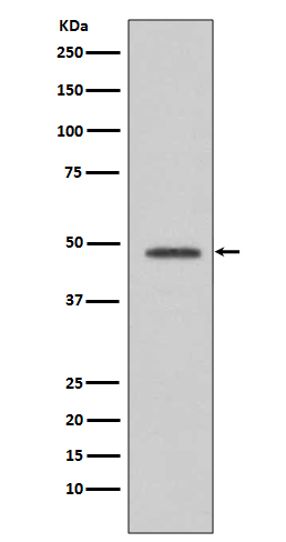 [Genscript] VASP Antibody, mAb, Rabbit