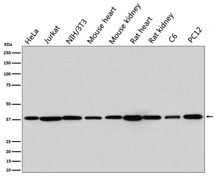 [Genscript] p38 MAPK Antibody, mAb, Rabbit