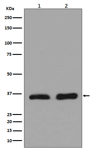 [Genscript] LDHA Antibody, mAb, Rabbit