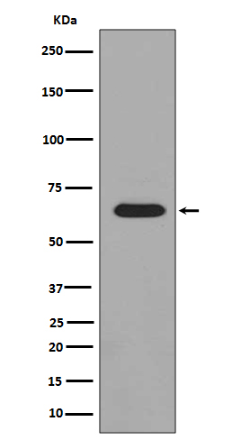 [Genscript] p-PAK1/2/3 (S144/S141/S154) Antibody, mAb, Rabbit