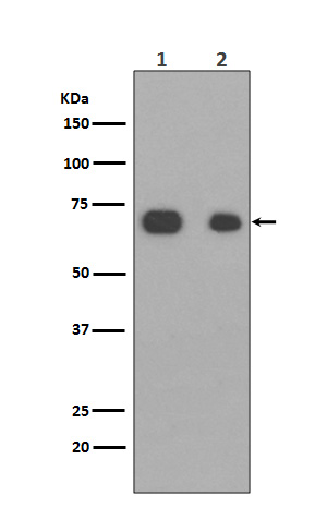 [Genscript] Caldesmon Antibody, mAb, Rabbit