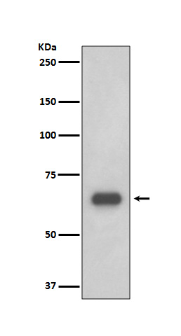 [Genscript] p70 S6 Kinase Antibody, mAb, Rabbit