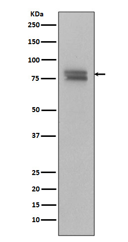 [Genscript] p-c Myb (S11) Antibody, mAb, Rabbit
