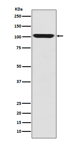 [Genscript] LGR5 Antibody, mAb, Rabbit