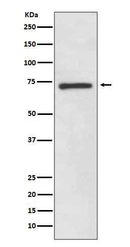 [Genscript] SOX9 Antibody, mAb, Rabbit