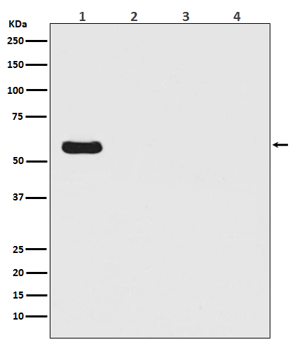 [Genscript] Firefly luciferase Antibody, mAb, Rabbit