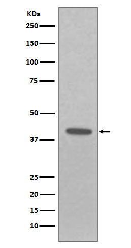 [Genscript] EpCAM Antibody, mAb, Rabbit