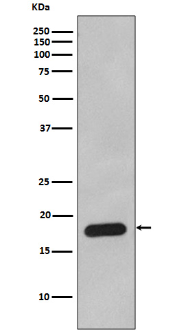 [Genscript] Cyclophilin B Antibody, mAb, Rabbit