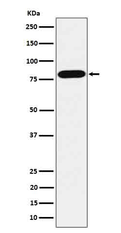 [Genscript] ABCD1 Antibody, mAb, Rabbit