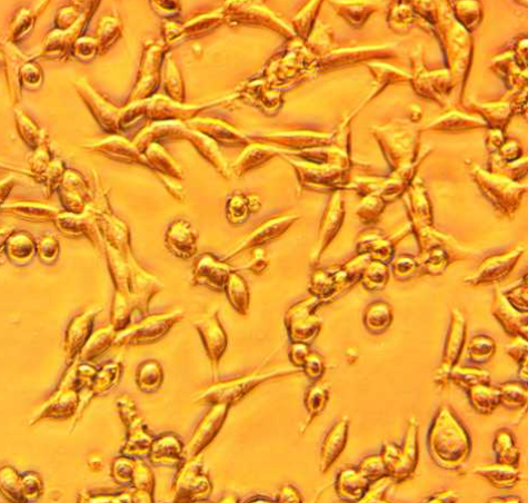 [Kerafast] MC-38 Cell Line