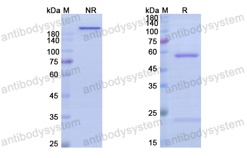 [Antibodysystem] Research Grade Anti-Human CD22 (M971)