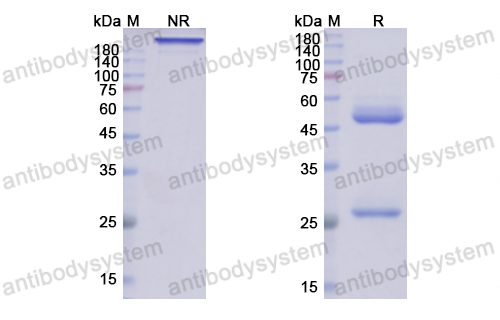 [Antibodysystem] Research Grade Etesevimab