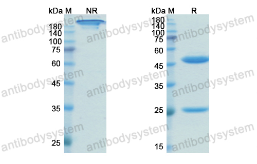 [Antibodysystem] Research Grade Rosopatamab
