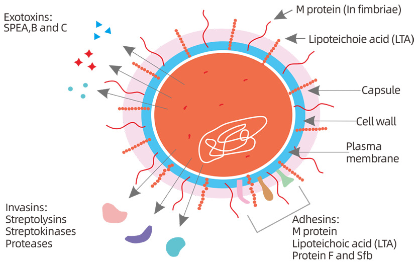 Advanced Research Solutions: Streptococcus pyogenes Antigens/Antibodies